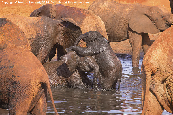 Baby Elephants Playing Picture Board by Howard Kennedy