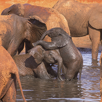 Buy canvas prints of Baby Elephants Playing by Howard Kennedy