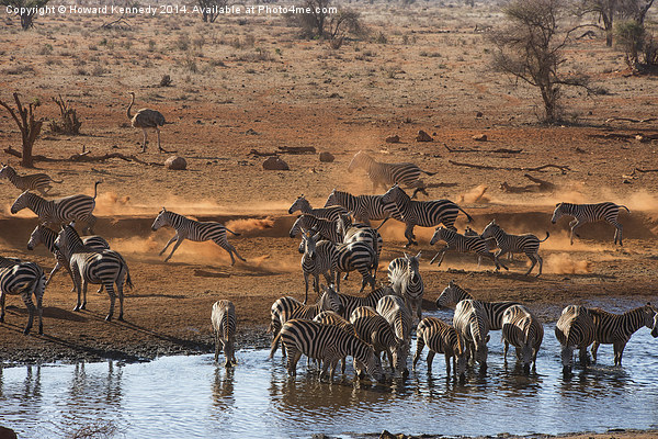 Busy time at the waterhole Picture Board by Howard Kennedy