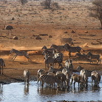 Buy canvas prints of Busy time at the waterhole by Howard Kennedy