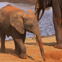 Buy canvas prints of  Baby Elephant by a waterhole by Howard Kennedy
