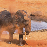 Buy canvas prints of Elephant dust bathing by Howard Kennedy
