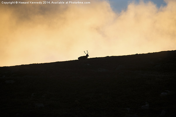Red Deer against fiery sky Picture Board by Howard Kennedy