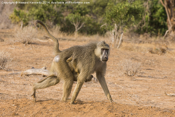 Yellow Baboon Mother Picture Board by Howard Kennedy