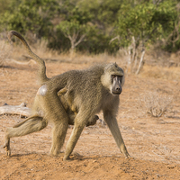 Buy canvas prints of Yellow Baboon Mother by Howard Kennedy