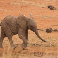 Buy canvas prints of Baby Elephant by Howard Kennedy