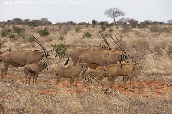 Fringe-Eared Oryx herd Picture Board by Howard Kennedy