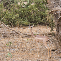 Buy canvas prints of Female Gerenuk by Howard Kennedy