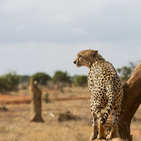 Buy canvas prints of Male Cheetah by Howard Kennedy