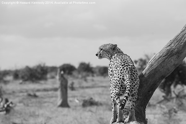 Male Cheetah Picture Board by Howard Kennedy