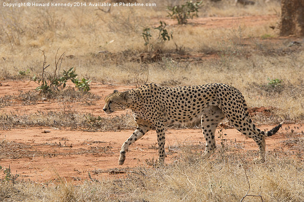 Cheetah walking Picture Board by Howard Kennedy