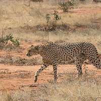 Buy canvas prints of Cheetah walking by Howard Kennedy