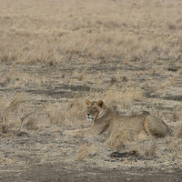 Buy canvas prints of Lioness waiting by Howard Kennedy