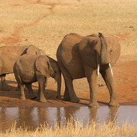 Buy canvas prints of Elephant with calves by Howard Kennedy