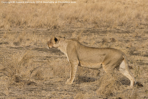 Lioness stalking Picture Board by Howard Kennedy