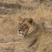 Buy canvas prints of Lioness waiting by Howard Kennedy