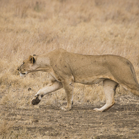 Buy canvas prints of Lioness stalking by Howard Kennedy