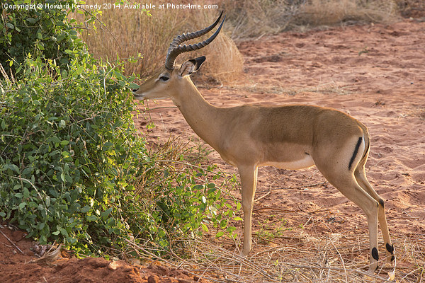 Male Impala Browsing Picture Board by Howard Kennedy