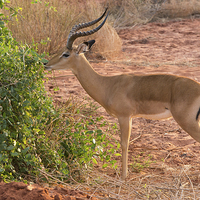 Buy canvas prints of Male Impala Browsing by Howard Kennedy
