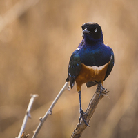 Buy canvas prints of Superb Starling by Howard Kennedy