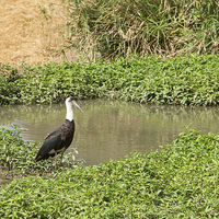 Buy canvas prints of Woolly-Necked Stork by Howard Kennedy