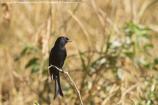 Fork-Tailed Drongo Picture Board by Howard Kennedy