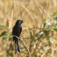 Buy canvas prints of Fork-Tailed Drongo by Howard Kennedy