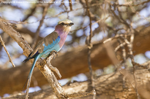 Lilac-Breasted Roller Picture Board by Howard Kennedy