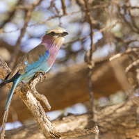 Buy canvas prints of Lilac-Breasted Roller by Howard Kennedy
