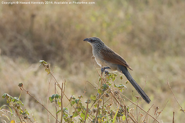 White-Browed Coucal Picture Board by Howard Kennedy