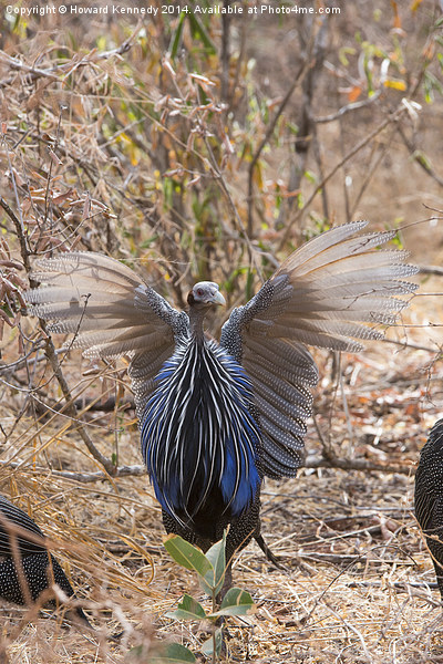 Vulturine Guneafowl spreading wings Picture Board by Howard Kennedy