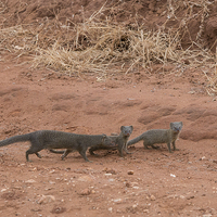 Buy canvas prints of Slender Mongoose with kits by Howard Kennedy