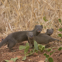 Buy canvas prints of slender Mongoose with kits by Howard Kennedy