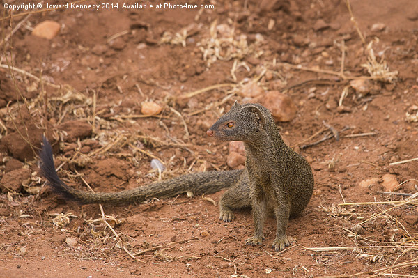 slender Mongoose Picture Board by Howard Kennedy