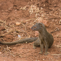 Buy canvas prints of slender Mongoose by Howard Kennedy