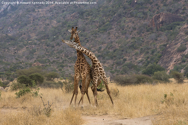 Masai Giraffe bulls fighting Picture Board by Howard Kennedy