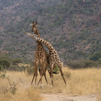 Buy canvas prints of Masai Giraffe bulls fighting by Howard Kennedy