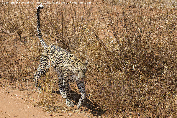 Leopard on the prowl Picture Board by Howard Kennedy