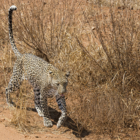 Buy canvas prints of Leopard on the prowl by Howard Kennedy