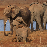 Buy canvas prints of Baby Elephants playing by Howard Kennedy