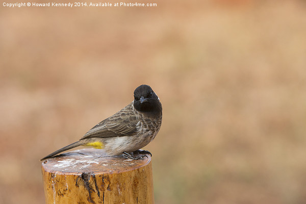 Common Bulbul Picture Board by Howard Kennedy