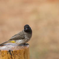 Buy canvas prints of Common Bulbul by Howard Kennedy