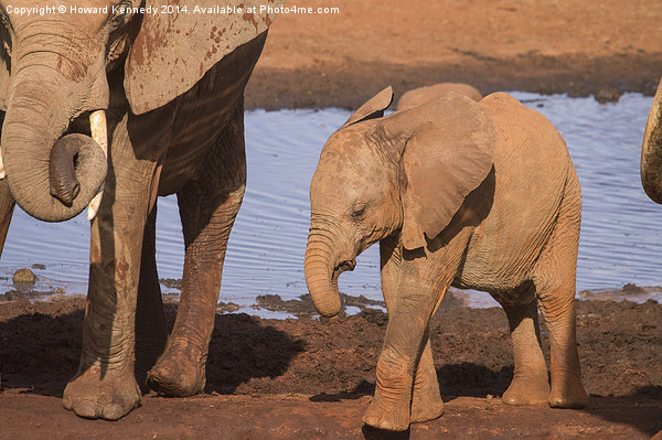 Baby Elephant Picture Board by Howard Kennedy