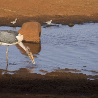 Buy canvas prints of Maribou Stork hunting by Howard Kennedy