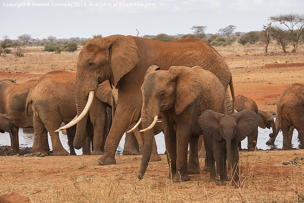 Small, Medium and Large Elephants Picture Board by Howard Kennedy