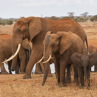 Buy canvas prints of Small, Medium and Large Elephants by Howard Kennedy
