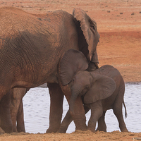 Buy canvas prints of Baby Elephant playing with Mum by Howard Kennedy