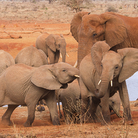 Buy canvas prints of Young Elephants arguing by Howard Kennedy