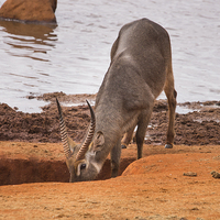Buy canvas prints of Waterbuck drinking by Howard Kennedy