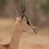 Buy canvas prints of Grant's Gazelle head shot by Howard Kennedy